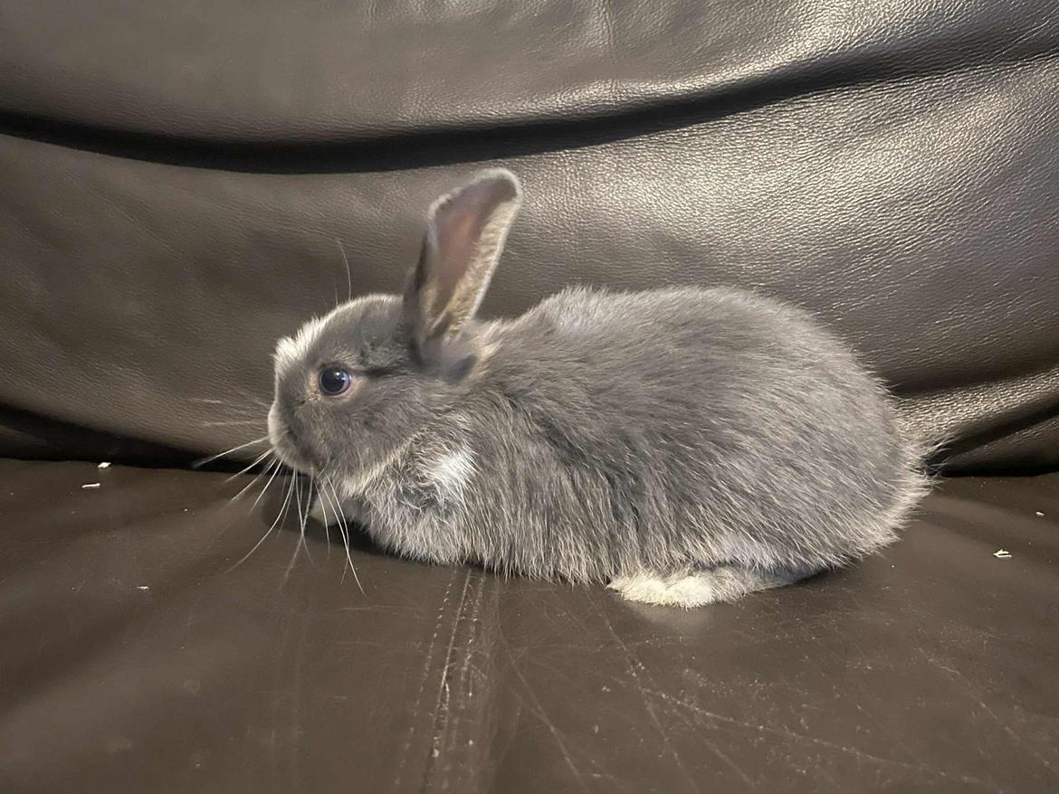 Kanin omega billede 12