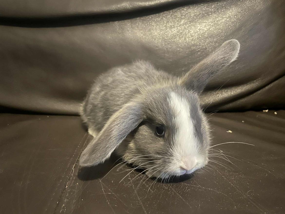 Kanin omega billede 6