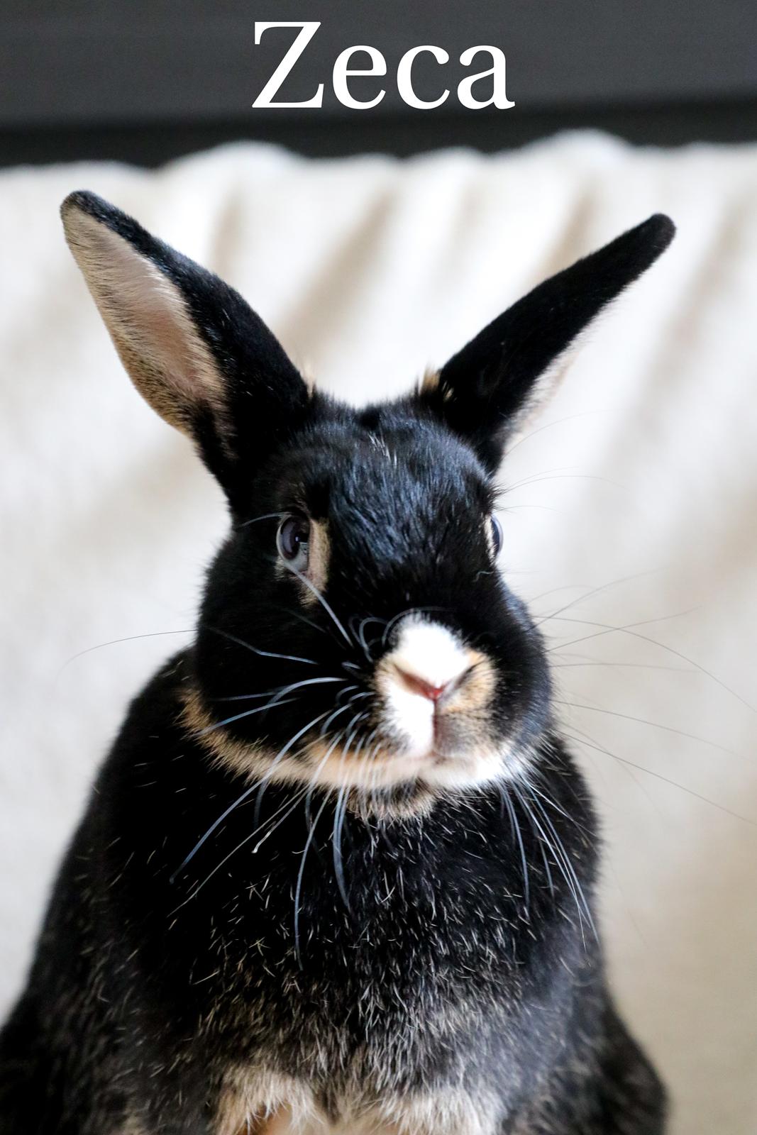 Kanin Zeca R.I.P billede 1