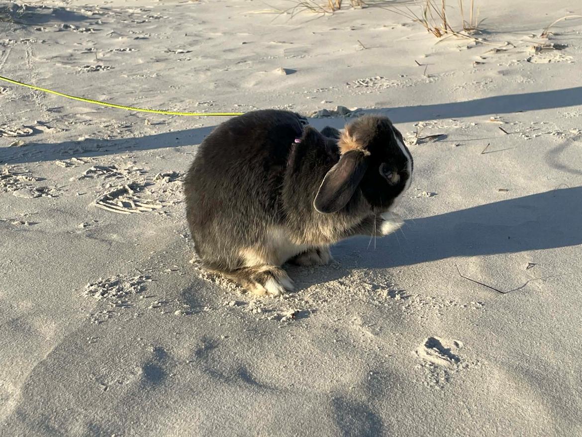 Kanin omega billede 11