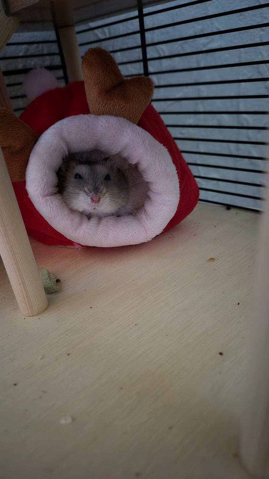 Dværghamster Mr lillefis billede 4