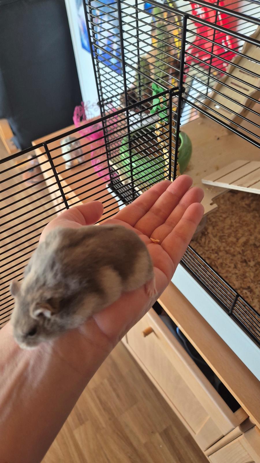 Dværghamster Mr lillefis billede 7