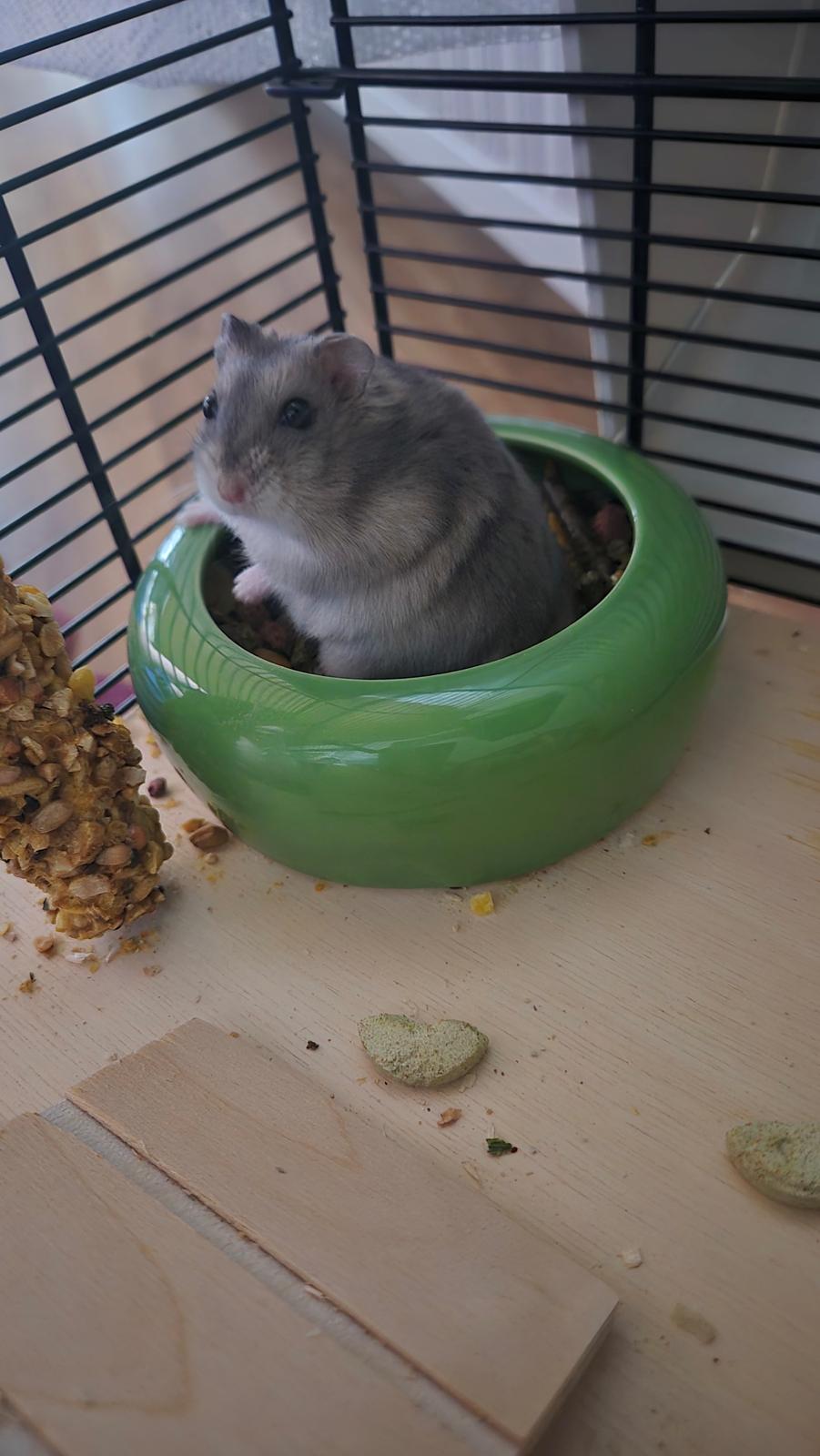 Dværghamster Mr lillefis billede 3