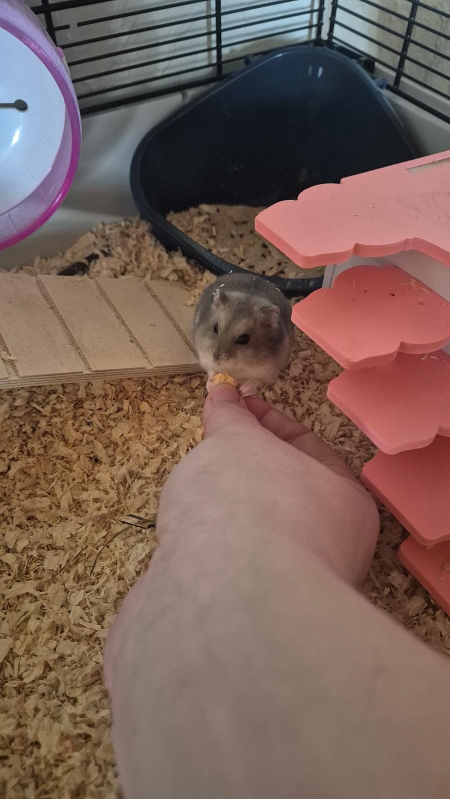 Dværghamster Mr lillefis billede 2