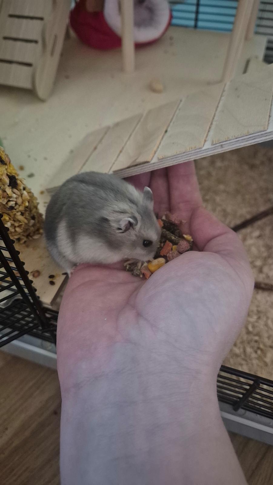 Dværghamster Mr lillefis billede 5