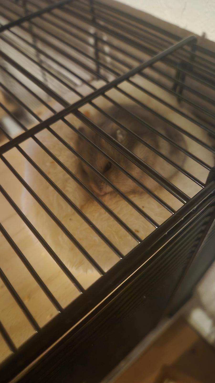 Dværghamster Mr lillefis billede 6