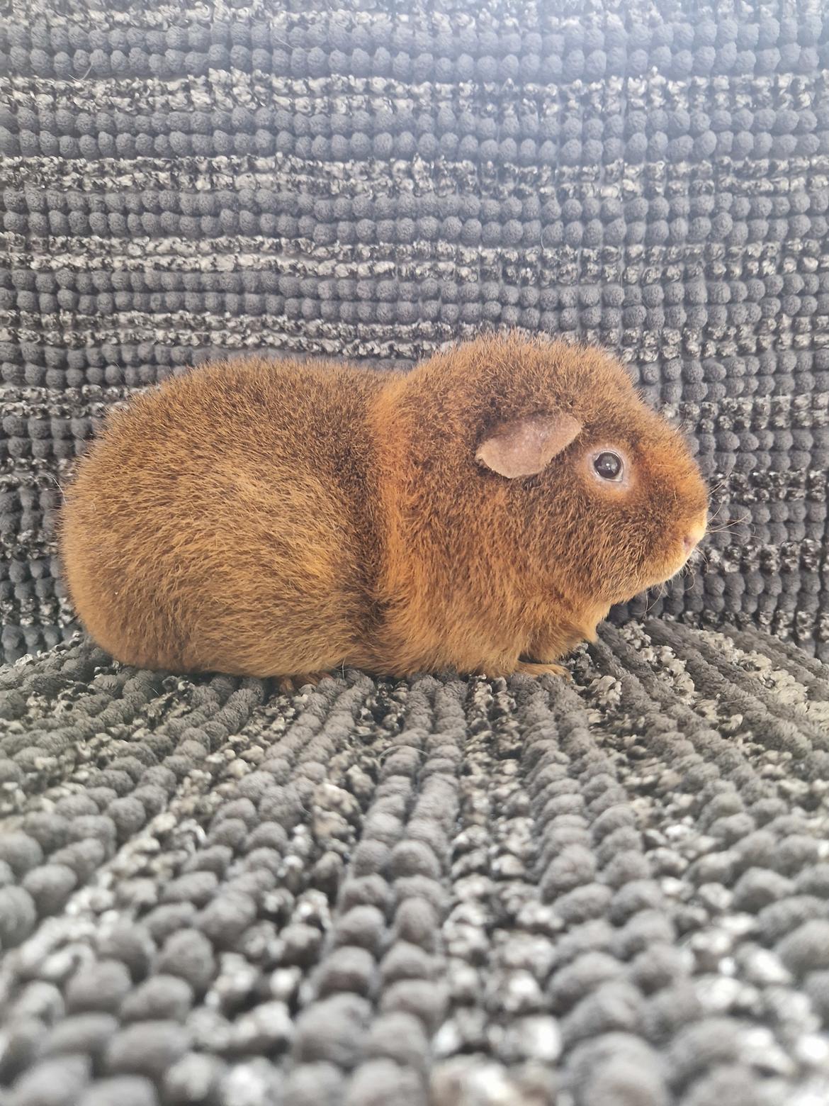 Marsvin Teddy billede 1
