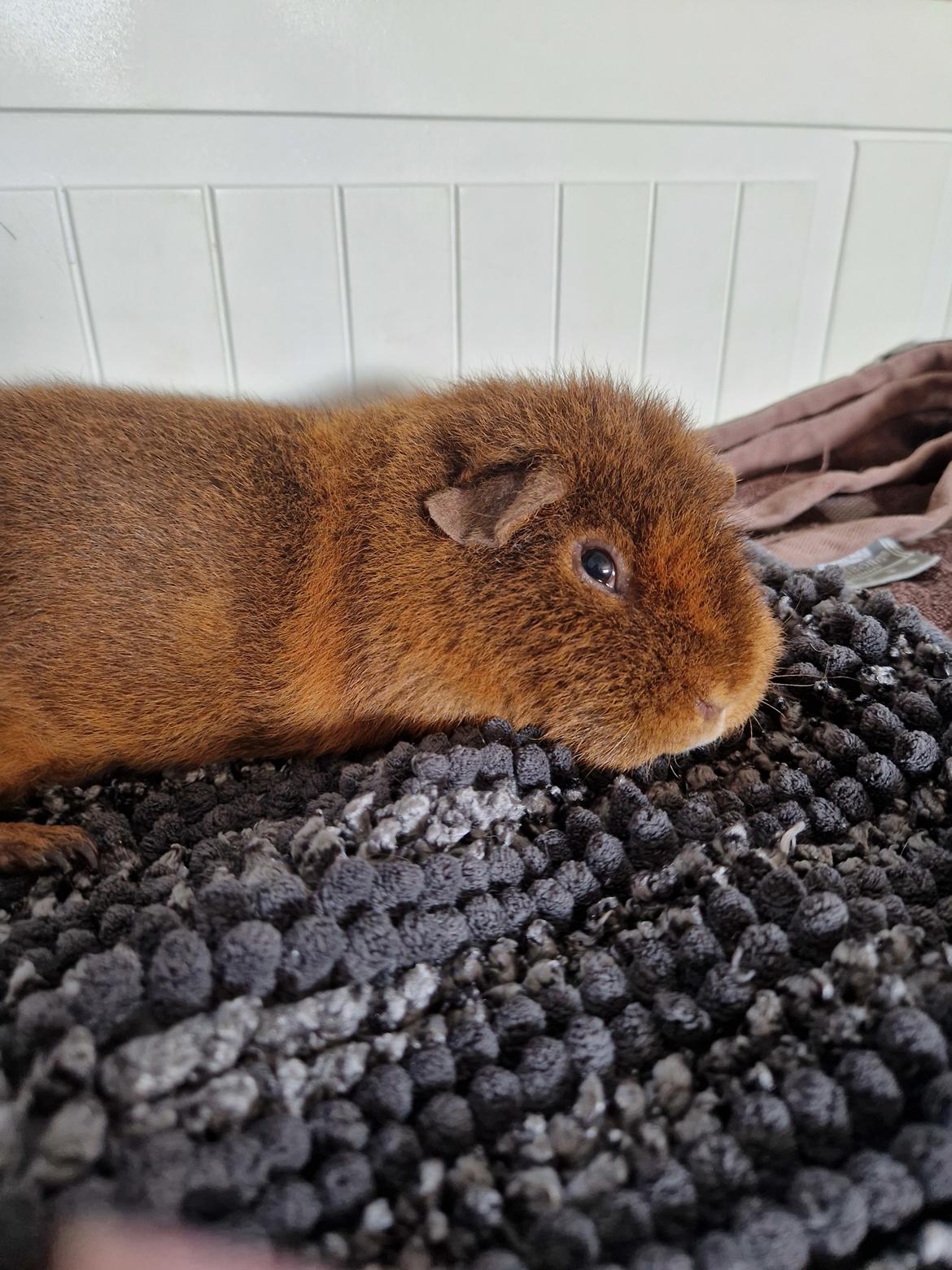 Marsvin Teddy billede 4
