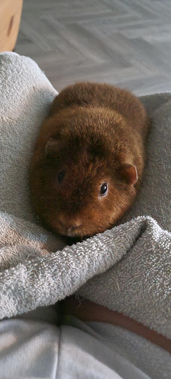 Marsvin Teddy billede 17