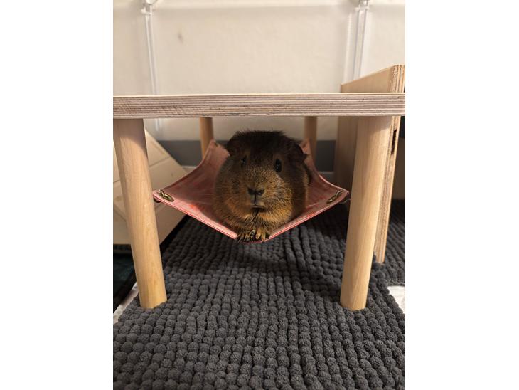 {{currentPhoto.altText}} billede {{currentPhoto.number}}