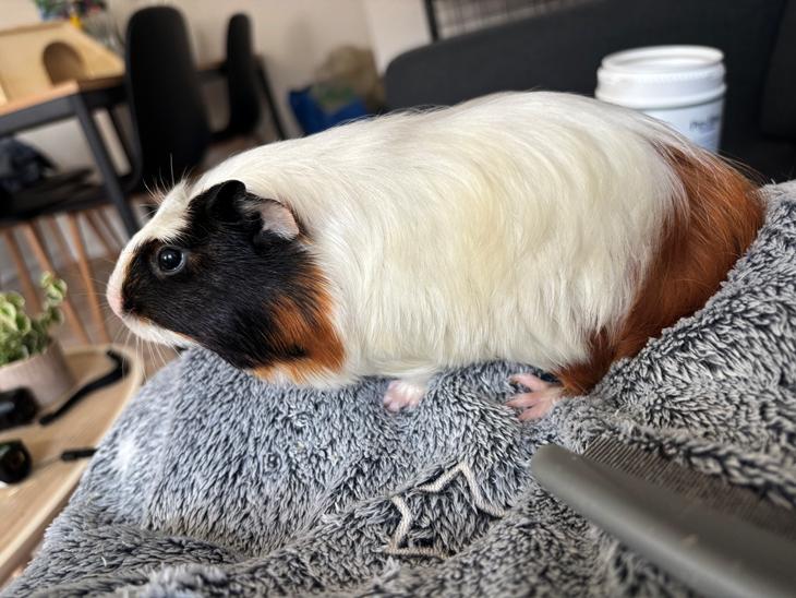 {{currentPhoto.altText}} billede {{currentPhoto.number}}