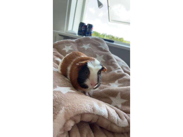 {{currentPhoto.altText}} billede {{currentPhoto.number}}