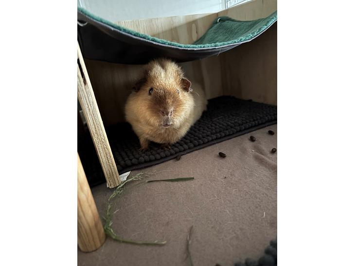 {{currentPhoto.altText}} billede {{currentPhoto.number}}