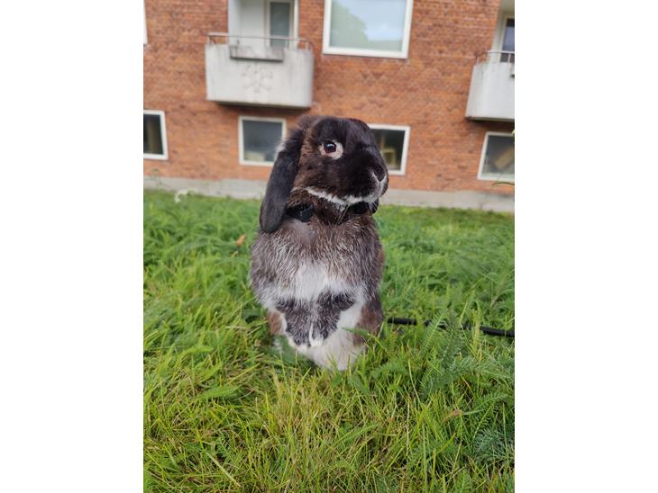 {{currentPhoto.altText}} billede {{currentPhoto.number}}