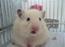 Hamster Info