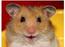 Hamster ejeren <33