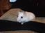 Senhvide dværg hamster