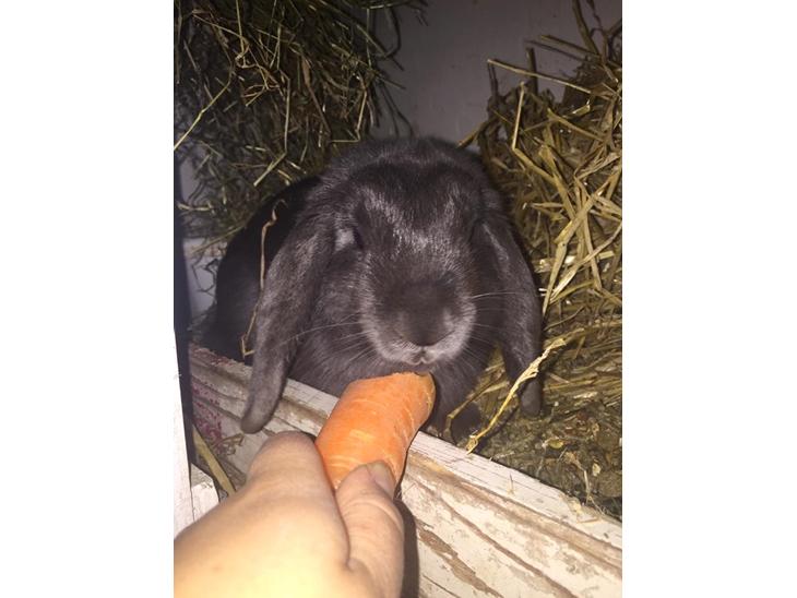 {{currentPhoto.altText}} billede {{currentPhoto.number}}