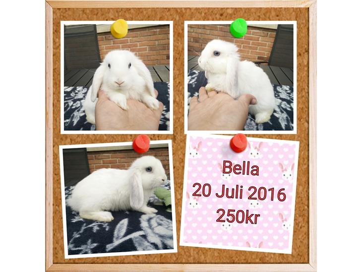 {{currentPhoto.altText}} billede {{currentPhoto.number}}