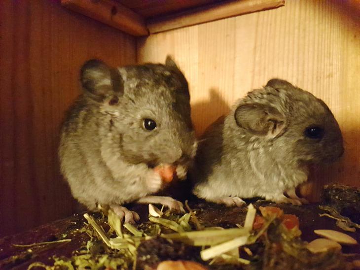 {{currentPhoto.altText}} billede {{currentPhoto.number}}