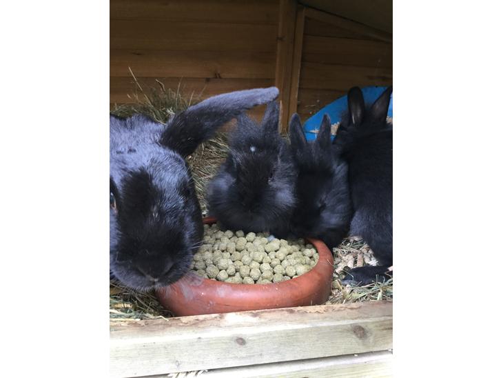 {{currentPhoto.altText}} billede {{currentPhoto.number}}