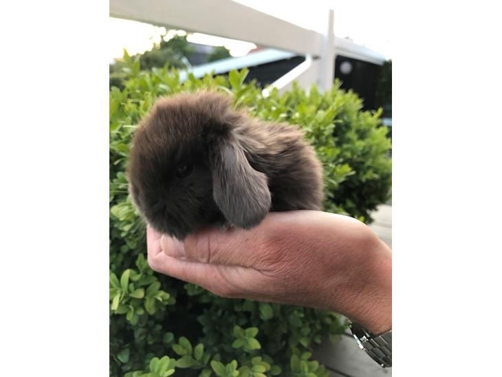 {{currentPhoto.altText}} billede {{currentPhoto.number}}