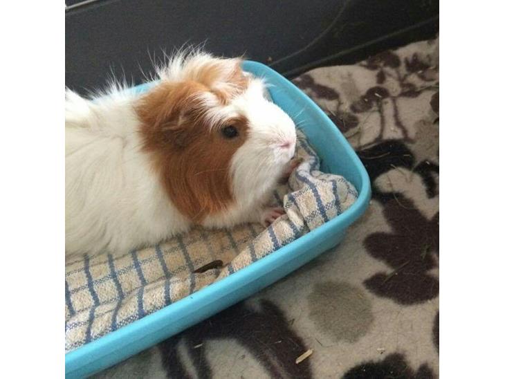 {{currentPhoto.altText}} billede {{currentPhoto.number}}