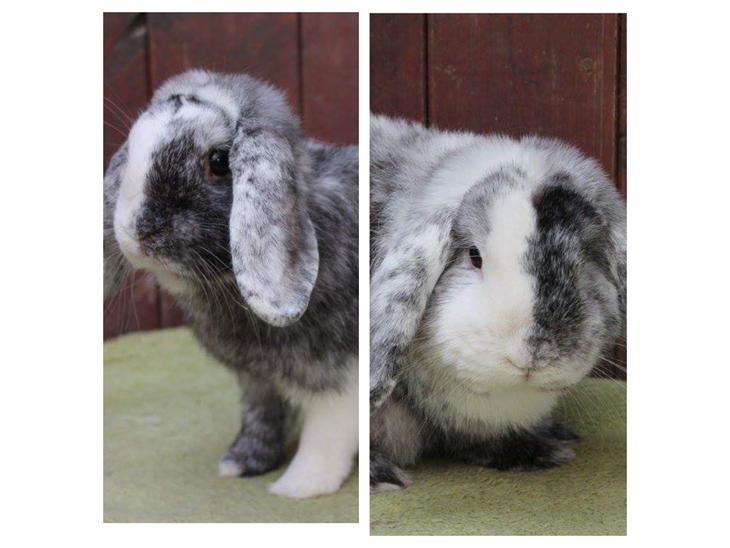 {{currentPhoto.altText}} billede {{currentPhoto.number}}