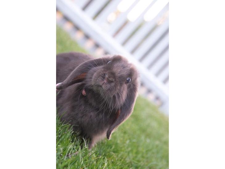 {{currentPhoto.altText}} billede {{currentPhoto.number}}