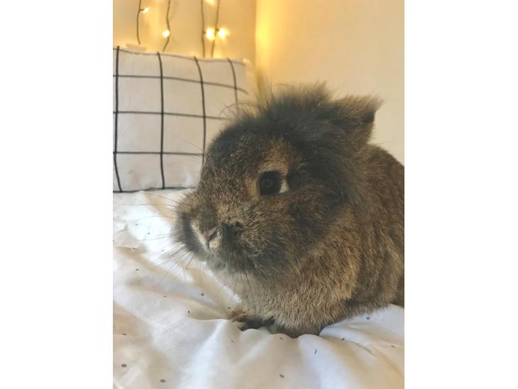 {{currentPhoto.altText}} billede {{currentPhoto.number}}