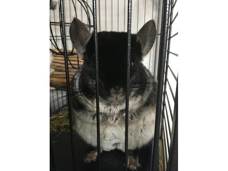 {{currentPhoto.altText}} billede {{currentPhoto.number}}