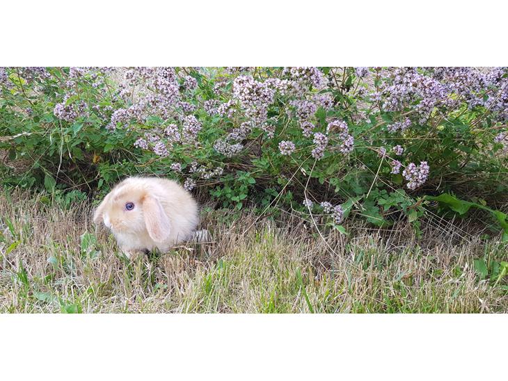 {{currentPhoto.altText}} billede {{currentPhoto.number}}