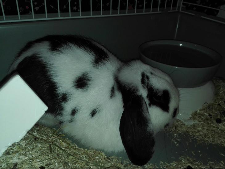 {{currentPhoto.altText}} billede {{currentPhoto.number}}