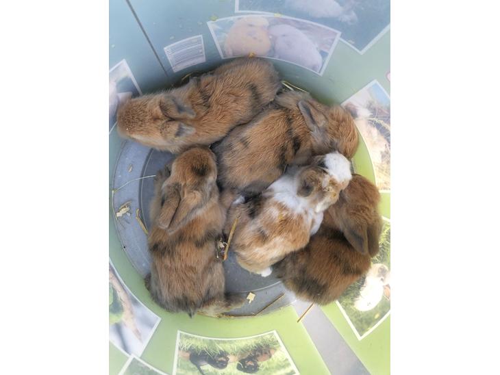 {{currentPhoto.altText}} billede {{currentPhoto.number}}