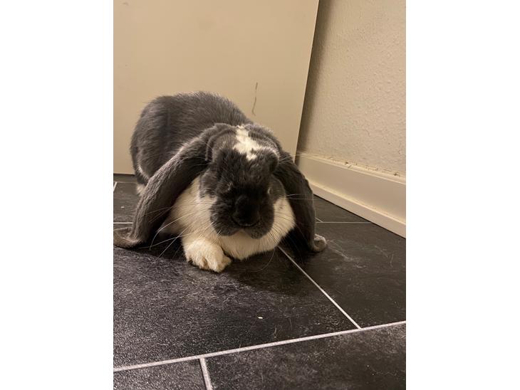 {{currentPhoto.altText}} billede {{currentPhoto.number}}