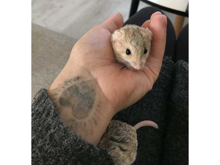 {{currentPhoto.altText}} billede {{currentPhoto.number}}