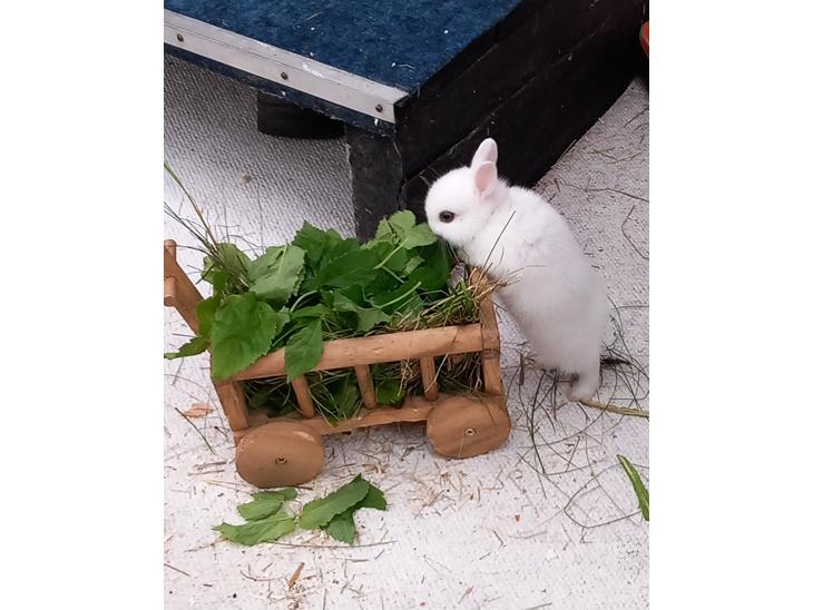 {{currentPhoto.altText}} billede {{currentPhoto.number}}