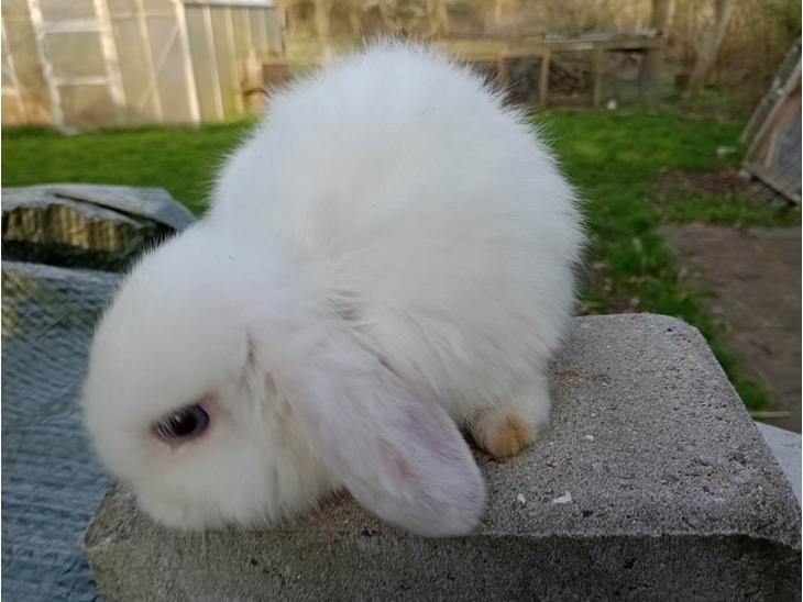 {{currentPhoto.altText}} billede {{currentPhoto.number}}