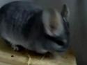 Pølse