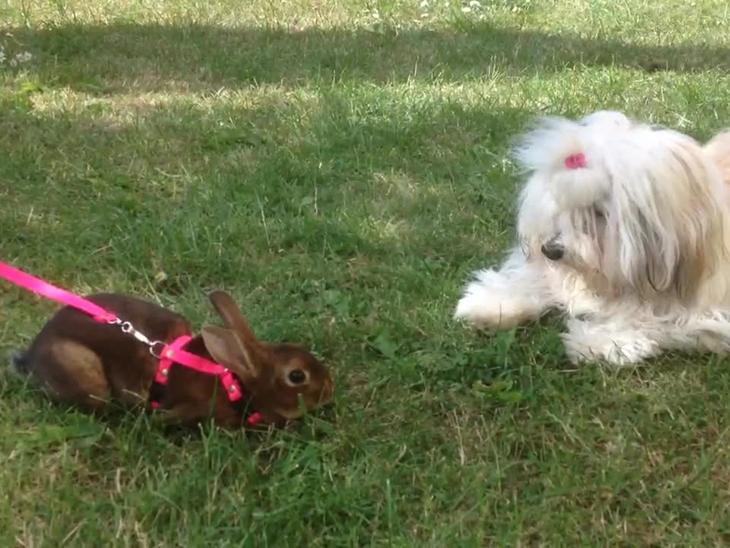 Kærlighed hund og kanin ! Kaniner - Video Uploadet Trine L