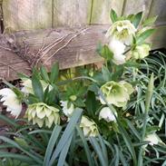 Helleborus 2012