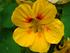 blomster