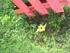 Ukrudt el blomst?
