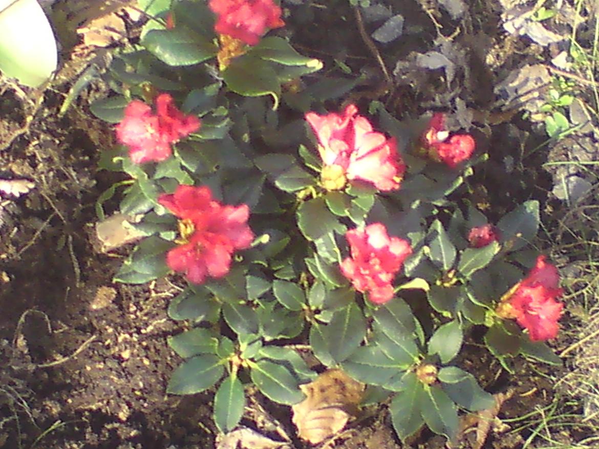 havebilleder - Min første lile rhodendendron.  billede 1
