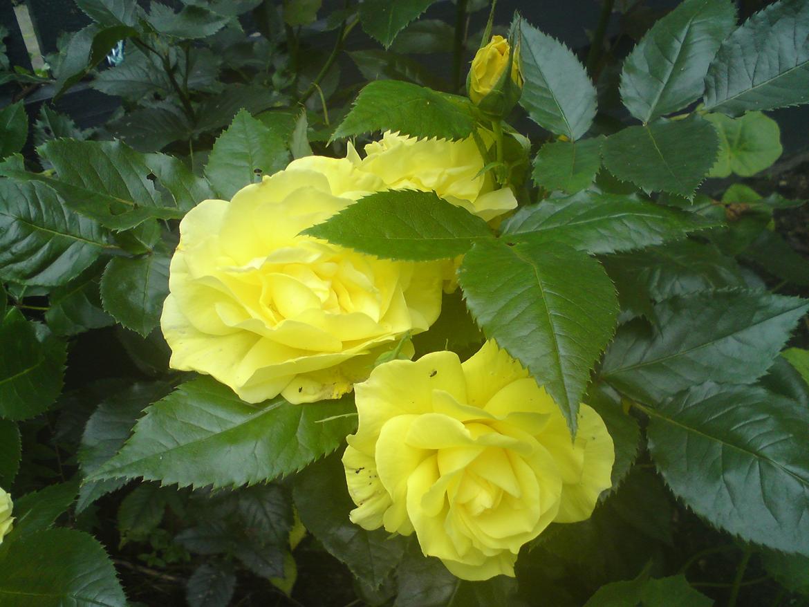 havebilleder - Smuk, velduftende Fresia rose.  billede 6
