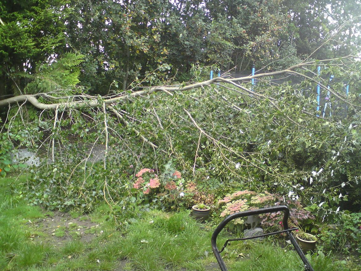 havebilleder - Ohh skræk og rædsel,, et væltet træ oveni mine elskede blomster. De overlevede dog alle sammen :-) billede 9