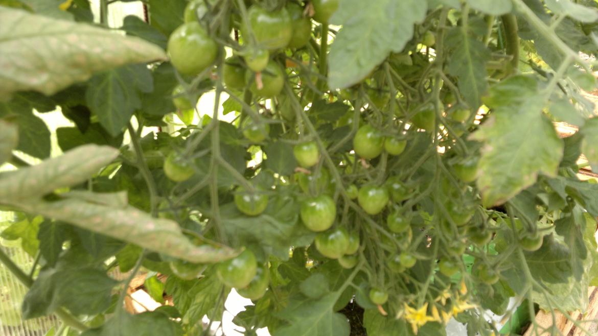 Vores drivhus - Tomaterne mangler stadig farve (26/6/2011) billede 8