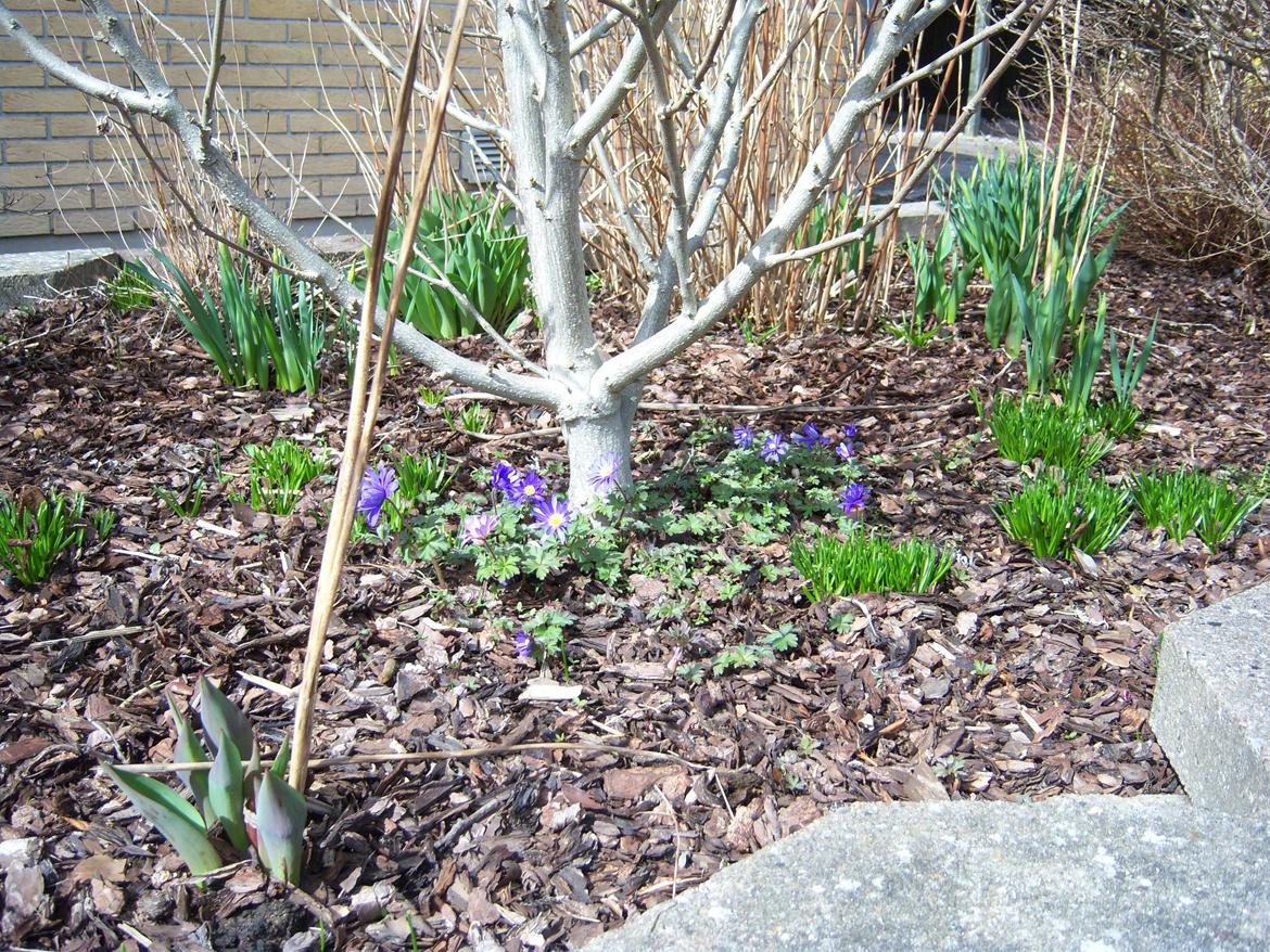 Blandede blomster/have billeder diverse have fotos fra nanna w Have blomster billeder