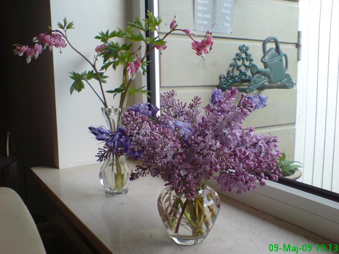 Blomster buketter fra egen have. - Løjtnanshjerte i den ene vase, og Syrener i den anden. billede 5