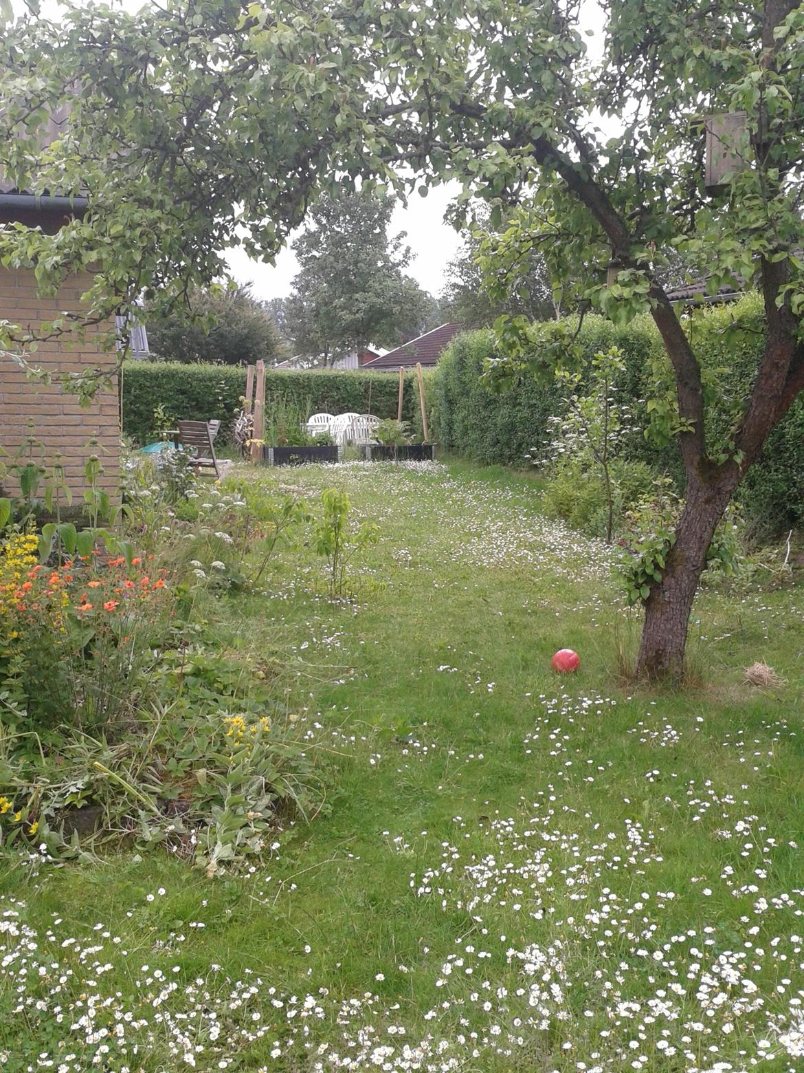 Vilde aspekter af haven - Et view, hvor noget af den blomstrende græsplæne ses billede 4